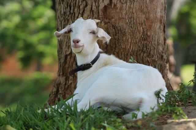 فندق Arealفي  Fazenda Caturama المظهر الخارجي الصورة