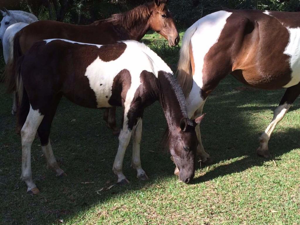 فندق Arealفي  Fazenda Caturama المظهر الخارجي الصورة